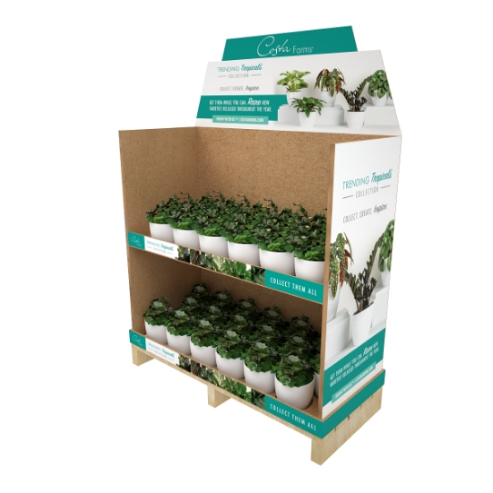 information Cardboard display Costa Farms